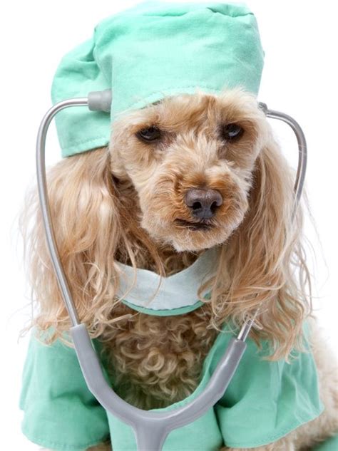 22 Doctor Dog Hearts Ultimate Best Dressed Dogs Heart