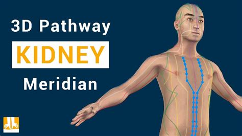 Kidney Meridian 3d Pathway From Point To Point Youtube