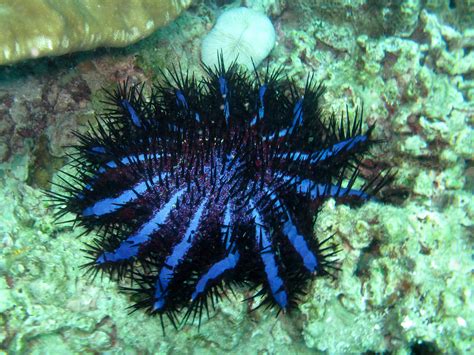 Crown Of Thorns Starfish Poisonous And The Enemy Of The Re Flickr