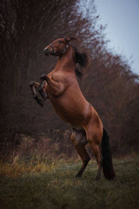 25 Horse Photography Tips Artofit