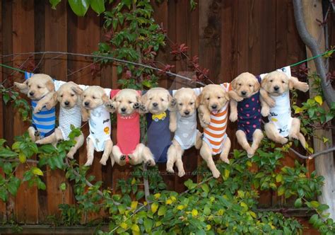 Clothes Line Golden Retriever Puppies Puppies Dogs Golden Retriever