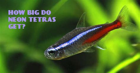 How Big Do Neon Tetras Grow In Size Tetra Fish Care