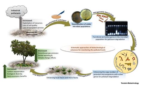 Plantae Review Biotechnological Advances For Restoring Degraded Land