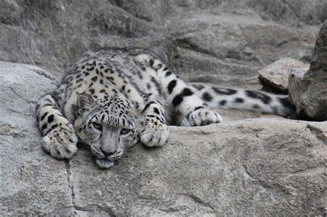 USA: Three snow leopards die of COVID-19 at the Lincoln Children’s Zoo