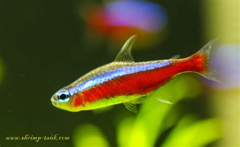 Cardinal Tetra Aquarium Fish