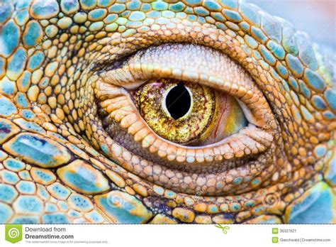 Pix For Reptile Eyes Close Up Reptile Eye Eye Close Up Animals
