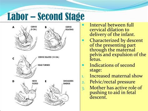 During Which Stage Of Labor Is The Fetus Delivered