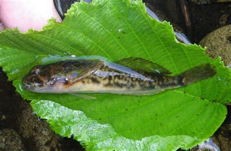 Sculpin Slimy Fishingwithpole