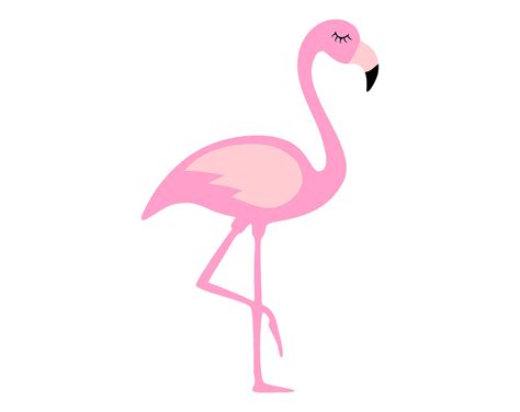 Flamingo Svg Etsy