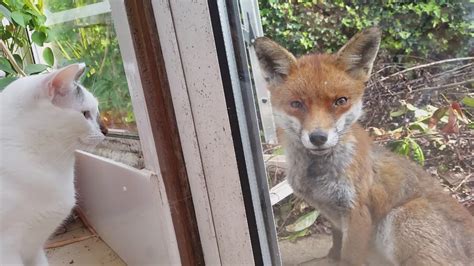Animal fox forests live practically on the whole planet, except for arctic tundra and it can not be said about a fox animal that it is strong as a bear, or has fangs sharp as a wolf, or claws as strong as a wild cat, but its viability is not inferior. Curious Fox Initiates a Friendly Staring Contest With Two ...