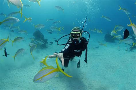 Nassau Discover Dive Fish Bahamas Cruise Excursions