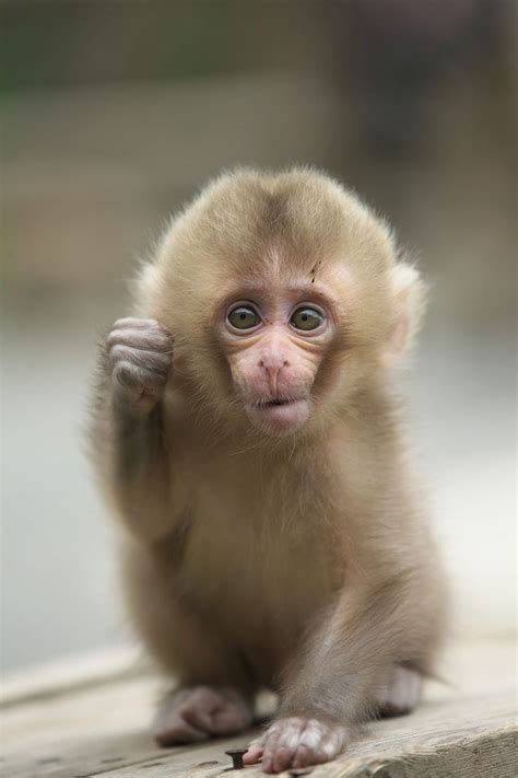 17 Best Images About Baby Animals On Pinterest Baby