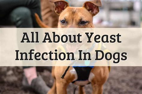 6 Signs Of Yeast Infection In Dogs 2022 Guide Key Facts