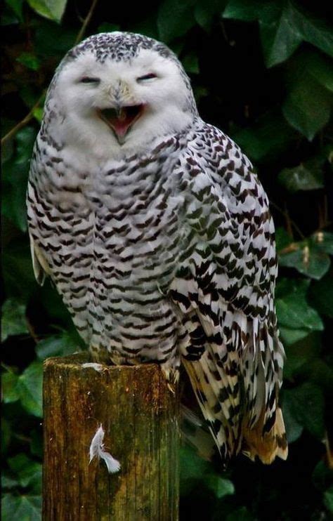Funny Owls 19 Imágenes De Búho Animales Salvajes Y Stuffed Animals