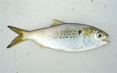 Striped Bass Fly Fishing Chesapeake Bay Toflyfish