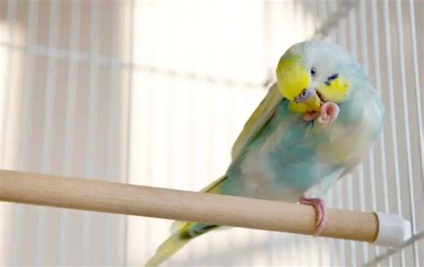 Rainbow Budgies Everything You Need To Know 2022 Wings And Beaks