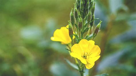 While there are many different primrose oil uses, the oil has been noted for its ability to moisturize skin and hair. Evening Primrose Oil: Benefits, Use, and More