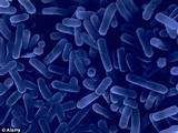 Jacuzzis Bacteria