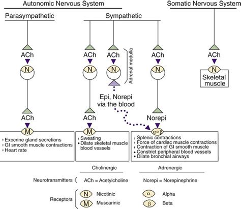 Sympathetic Nervous System Receptors