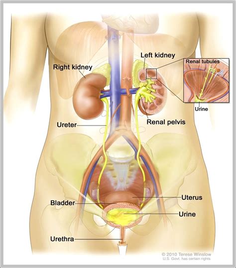 Female anatomical figure, with view of internal organs wellcome l0041292.jpg 2,848 × 4,288; female organs | Anatomy System - Human Body Anatomy ...