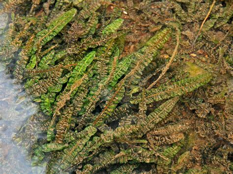 Long leaves with a hammered texture flow in the current of the aquarium. Cryptocoryne Crispatula var. Balansae - Acuario Adictos