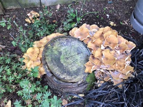 Fungus Mushrooms On Tree Stump — Bbc Gardeners World Magazine