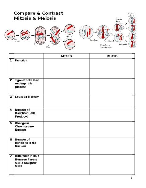 Comparing And Contrasting Mitosis And Meiosis Worksheet Thekidsworksheet