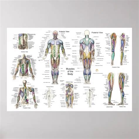 Muscle Anatomy Poster Anterior Posterior Deep Zazzle