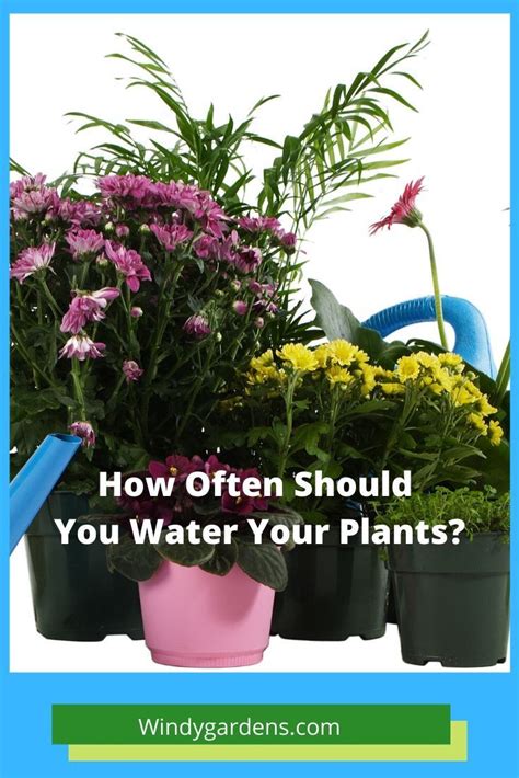 As roots grow and spread, irrigation volume will. How Often Should You Water Your Plants? - Windy Gardens in ...
