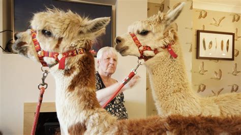 Alpacas Powys Care Home Residents Welcome Surprise Visit Bbc Sport