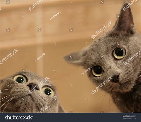 Two Funny Cats Look Wide Eyed Stock Photo 24568963