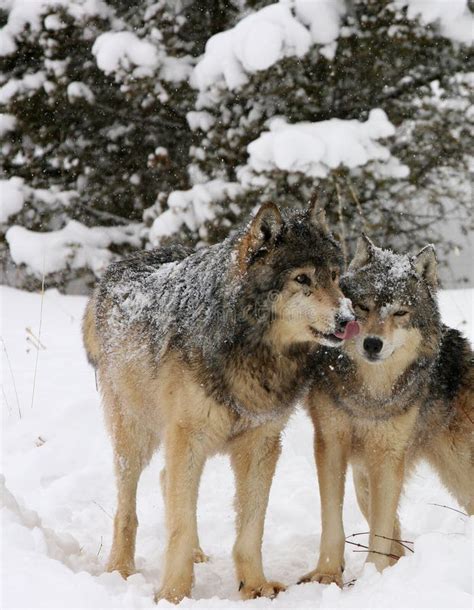 Alpha Male An Female Grey Wolf Courting Stock Photo Image Of Fierce