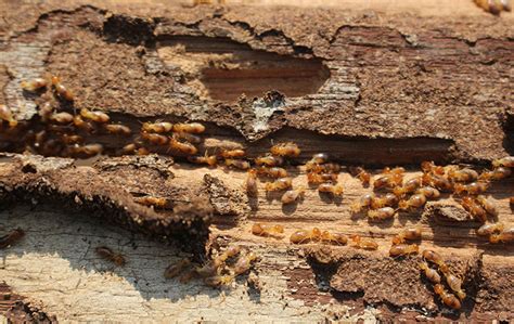 Termite Control Pest Management Options In Honolulu Hawaii