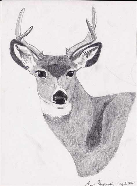 Mule Deer Drawing By Zoltack429 On Deviantart