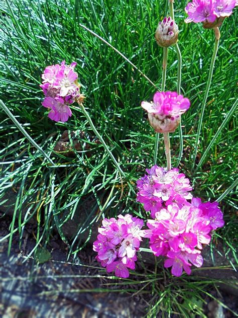 Pin by Marie Tvarůžková on Krásné květy moje i cizí | Plants