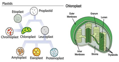 Plastids In A Plant Cell Diagram