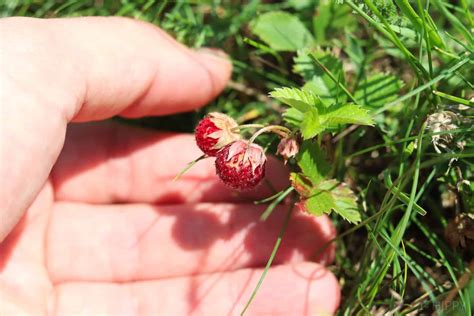 Foraging For Wild Strawberries The Homesteading Hippy