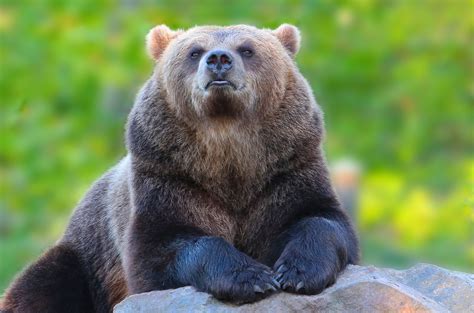 Bear Portrait Ausgestopftes Tier Bär Kunst