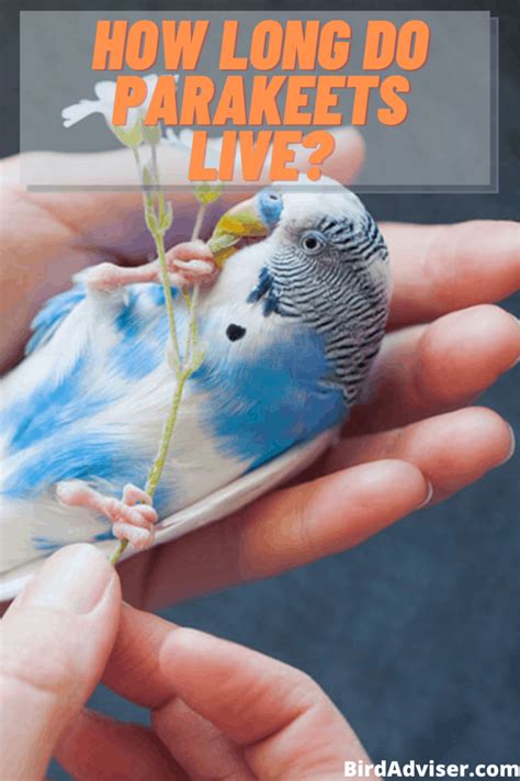 Budgerigar Lifespan