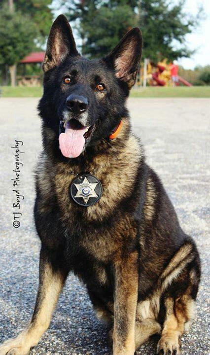 Pin By Robin Stein On K 9 Military Dogs Dog Hero Military Working Dogs