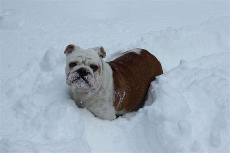 English Bulldog In Snow English Bulldog Snow Dogs Winter Pictures
