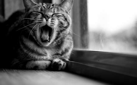 This can be a sign of unhappiness and ill health. Bored cat - Cats & Animals Background Wallpapers on ...