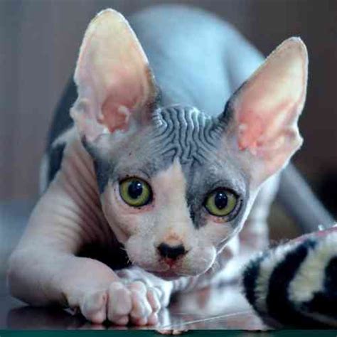 Sphynx Cats For Adoption Near You Rehome Adopt A Sphynx Cat