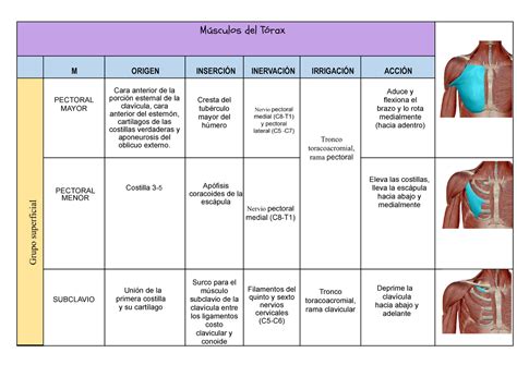 Musculo De Torax Músculos Del Tórax M Origen InserciÓn InervaciÓn