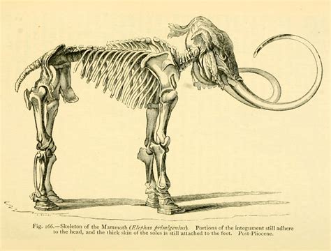 Biodiversity Heritage Library For Europe Woolly Mammoth Mammuthus