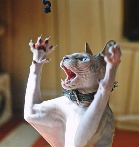 16 Sphynx Cat Pictures That Will Blow Your Mind Hairless Cat Sphynx