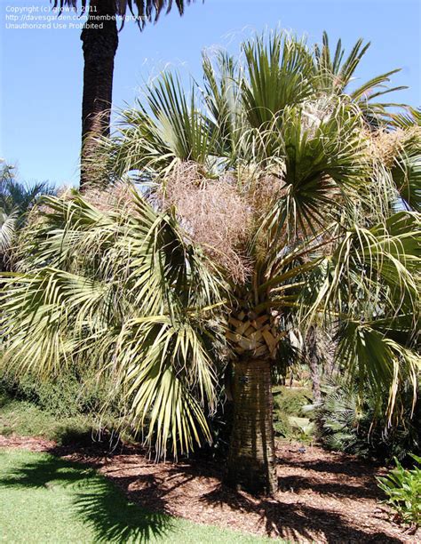 Plantfiles Pictures Sabal Species Blue Palmetto Cabbage Palm