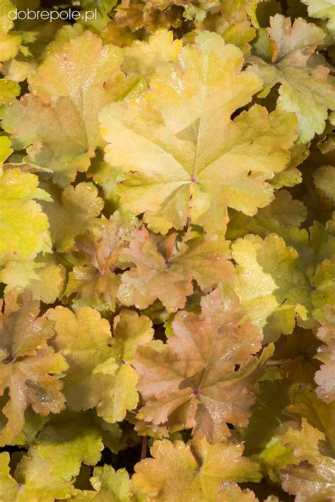 When it emerges, the plant resembles a mass of the most perfect fall foliage you've ever seen. Szkółka Bylin Dobrepole - Heuchera "Amber Waves" - żurawka