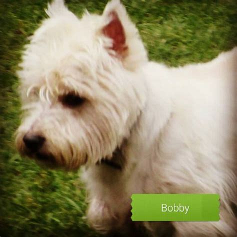See the latest puppies for adoption on dogsblog.com. Westie Rescue UK (WRUK)