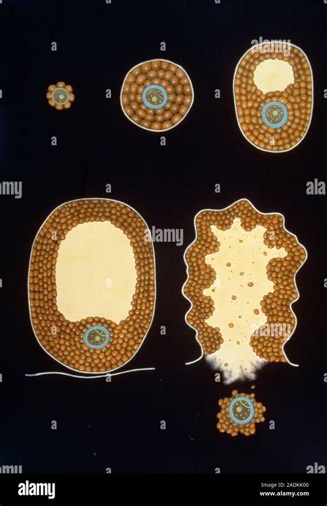 Illustration Of The Stages Of Development Of A Human Ova Egg From A